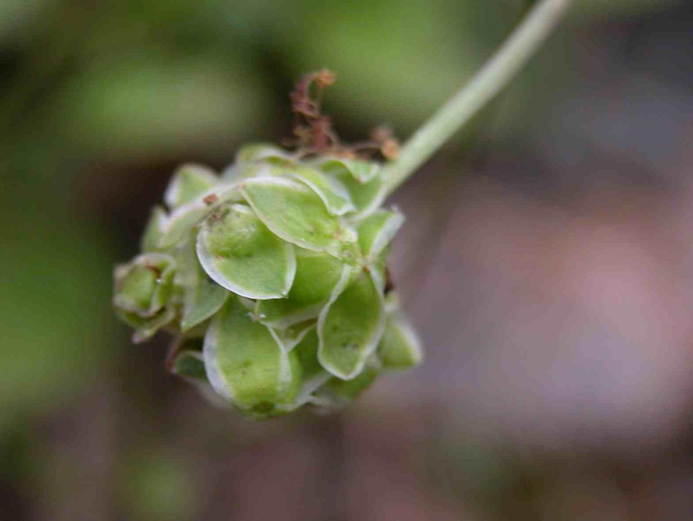 Burnet, Salad/Fodder fruit